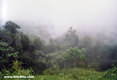 Forest Cloud